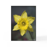 flower, flora, plant, garden, yellow, jonquil,