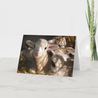 Happy Easter - Easter Lambs card