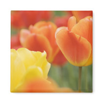 Happy Easter Tulips magnets by Spice Happy Easter Tulips magnets