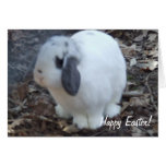 Happy Easter White Bunny Rabbit Card