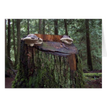 Happy Face Forest Frog cards