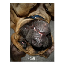 Happy Face - funny English Mastiff dog postcard