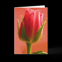 Happy Father's Day Pink Rose II cards by Yve_13 Happy Father's Day Pink Rose II cards