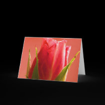 Happy Father's Day Pink Rose III cards by Yve_13 Happy Father's Day Pink Rose III cards