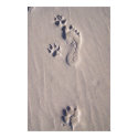Happy Feet posters by daryarose Happy Feet posters