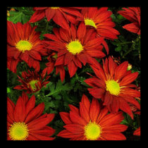 HAPPY FLOWERS posters