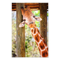 Happy Giraffe Photo Print