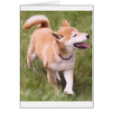 Happy Go Lucky cards by Gibby Happy Go Lucky cards