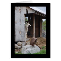 Happy Goat cards by QuiznoCat Happy Goat cards