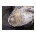 Happy Harbor Seal posters