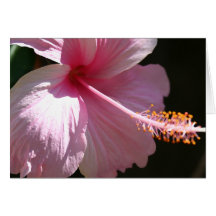 Happy Hibiscus Card