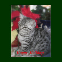 Happy Holidays  - Cat Christmas card postcards