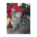 Happy Holidays  - Cat Christmas card postcards