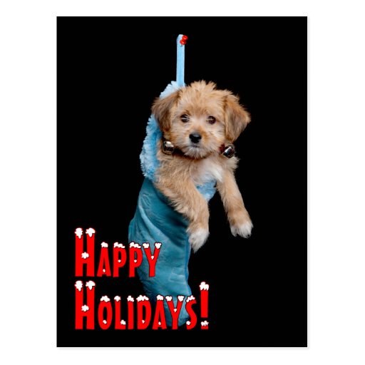 happy_holidays_puppy_post_card raa26da009f694349a705c75f05355443_vgbaq_8byvr_512