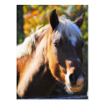 Happy Horse postcards