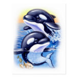 Happy Killer Whales Postcard