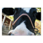 Happy Moo Year Card
