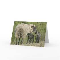 Happy Mother's Day Greeting Card