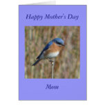 Happy Mother's Day Cards