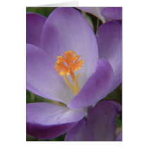 Happy Mother's day card cards