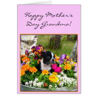 Happy Mother's day Grandma Boston Terrier card