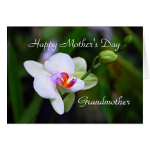 Happy Mother's Day Grandother Phalaenopsis Orchid Greeting Cards