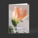 Happy Mother's Day! - Pale Pink Cut Rose 1 cards by HolidayGreetings Happy Mother's Day! - Pale Pink Cut Rose 1 cards