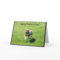 Happy Mother's Day pitbull greeting card