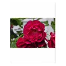 Happy Mothers Day Postcard