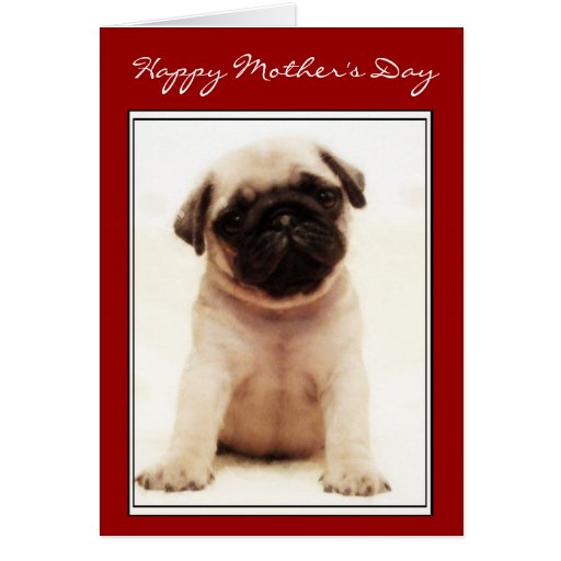 happy-mother-s-day-pug-puppy-greeting-card-zazzle