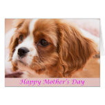 Happy Mother's Day Puppy CKCS Card