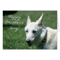 Happy Mother's Day White German Shepherd card