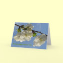 Happy Mother's day white herry blossom cards by Rainmountain Happy Mother's day white herry blossom cards