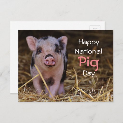 Happy National Pig Day March Postcard Zazzle