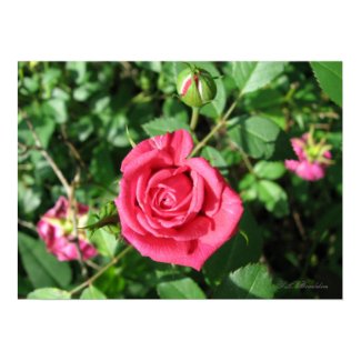 Happy Old Rose print