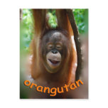 Happy Orangutan Postcard