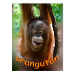 Happy Orangutan Postcard
