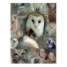 Happy Owls Post Card
