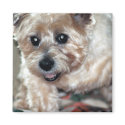 Happy Peanut magnets by morningstar49 Happy Peanut magnets