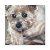 Happy Peanut magnets by morningstar49 Happy Peanut magnets