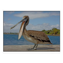 Happy Pelican Post Cards