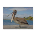 Happy Pelican postcards