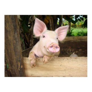 Happy Pig print