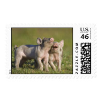 Happy Piggies Postage Stamps