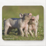 Happy Piglets Mouse Pad