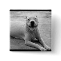 Happy pitbull button