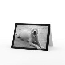Happy pitbull greeting card