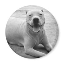 Happy pitbull magnet by ritmoboxer Happy pitbull magnet