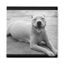 Happy pitbull magnet by ritmoboxer Happy pitbull magnet