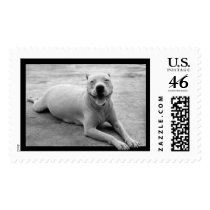 Happy pitbull postage by ritmoboxer Happy pitbull postage